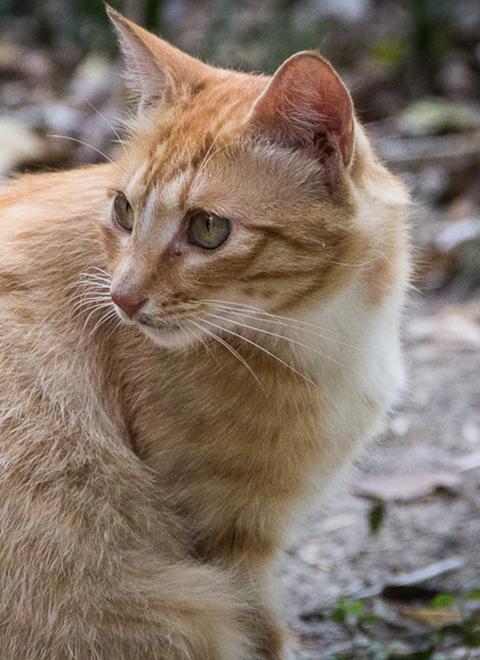 跟拍猫咪